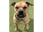Adopt Rowdy a Pit Bull Terrier, Mixed Breed