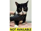 Adopt James Bond a Domestic Short Hair