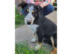 Adopt Dandy a Catahoula Leopard Dog, Australian Cattle Dog / Blue Heeler