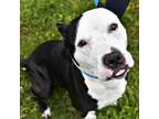 Adopt Monty a Pit Bull Terrier