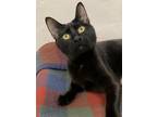 Flo Domestic Shorthair Adult Female