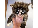 Wish Domestic Mediumhair Kitten Female