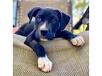 Adopt Monroe a Boxer, American Staffordshire Terrier