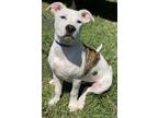Adopt Patterson a Boxer, American Staffordshire Terrier
