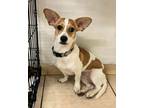 Adopt DOOBY a Jack Russell Terrier