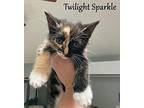Twilight Sparkle Domestic Shorthair Kitten Female
