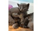 Adopt Orion a Domestic Short Hair
