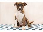 Adopt Buddy a Boxer, American Staffordshire Terrier