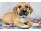Adopt Bennit a American Staffordshire Terrier, Mixed Breed