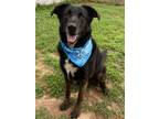 Adopt Bentley $25 a Labrador Retriever, Mixed Breed