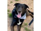 Adopt Bentley-$25 a Labrador Retriever, Mixed Breed