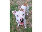 Adopt Duggy a Pit Bull Terrier, Mixed Breed