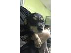 Adopt Willie a Terrier, Mixed Breed