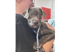 Adopt Chief Wiggum a Terrier, Mixed Breed
