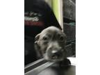 Adopt Chief Wiggum a Terrier, Mixed Breed