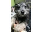 Adopt Moe a Terrier, Mixed Breed