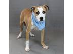 Adopt Professor Pawsicle a Mixed Breed