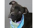 Adopt Brock a American Staffordshire Terrier