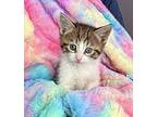 Kitten: Princess Charlotte Domestic Shorthair Kitten Female