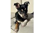 Adopt Opie a Shepherd, Mixed Breed