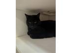 Adopt Oliver (Cherokee) a Domestic Short Hair