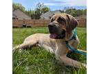 Adopt Critter a Bloodhound