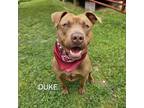 Adopt Duke a Mixed Breed, Terrier