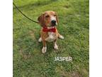Adopt Jasper a Mixed Breed