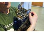 Erik Chatterson Domestic Shorthair Young Male