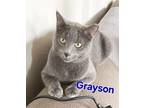 Grayson Domestic Shorthair Adult Male