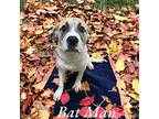 Batman Great Pyrenees Puppy Male