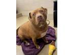 Adopt King a Pit Bull Terrier, Mixed Breed