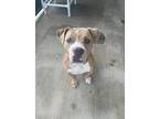 Adopt Dom Perignon a American Staffordshire Terrier, Mixed Breed