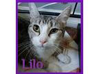 LILO Domestic Shorthair Young Female
