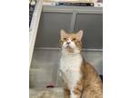 Adopt Tiger a Domestic Medium Hair, Domestic Short Hair