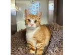 Talitha Domestic Shorthair Young Female