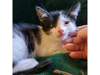 Adopt Aladdin 4 a Domestic Short Hair