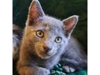 Adopt Artful Dodger 4 a Domestic Short Hair