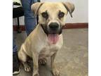 Adopt Austin/0168_2 a Labrador Retriever, Mixed Breed