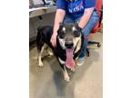 Adopt Stoney Southern Star 58475 a Shepherd, Husky