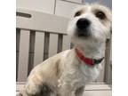 Adopt Chico a West Highland White Terrier / Westie