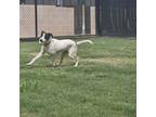 Adopt Kion a English Pointer