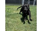 Adopt Alfie a Black Labrador Retriever, Dachshund