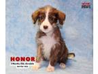 Adopt Honor SC a Airedale Terrier