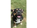 Adopt Humphrey a Pit Bull Terrier, Mixed Breed