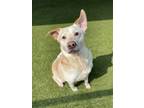 Adopt Cooper a Cattle Dog, Mixed Breed