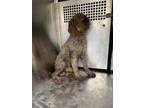Adopt Eclair a Standard Poodle, Mixed Breed