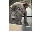 Adopt 55801015 a Pit Bull Terrier, Mixed Breed