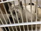 Adopt Tarzan a Pit Bull Terrier, Mixed Breed