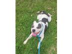 Adopt Jax a Pit Bull Terrier, Mixed Breed